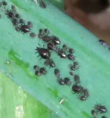 Neotoxoptera