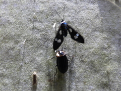 Syntomeida melanthus