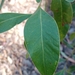 ACACIA