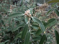 Olearia megalophylla
