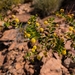 ACACIA