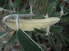 Olearia megalophylla