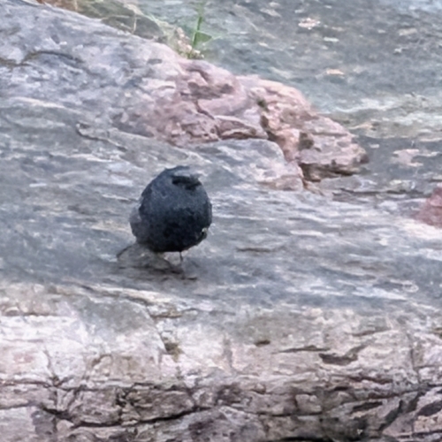 Plumbeous Water Redstart