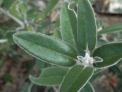 Olearia megalophylla