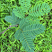 ACACIA