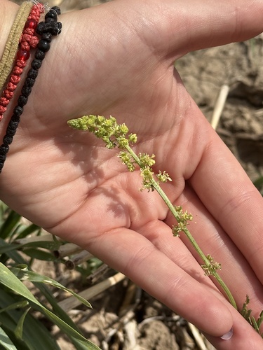 Wild Mignonette