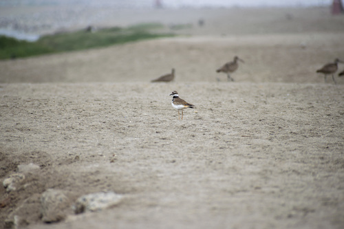 South American Killdeer