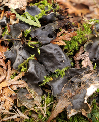 Peltigera horizontalis