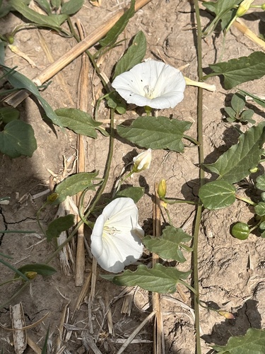 field bindweed