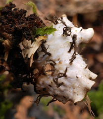 Peltigera horizontalis