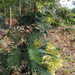 Acacia mearnsii