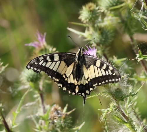Old World Swallowtail