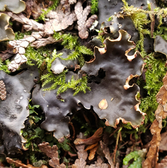 Peltigera horizontalis