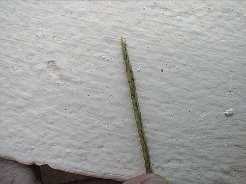 knot grass