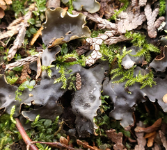 Peltigera horizontalis