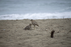 Burhinus superciliaris