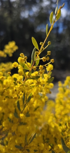 Acacia buxifolia