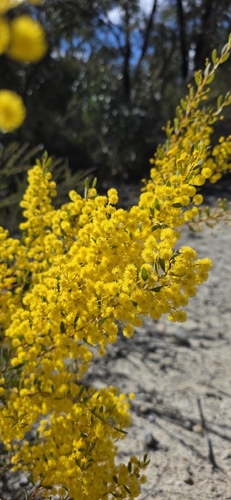 Acacia buxifolia, photograph 2