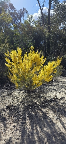 Acacia buxifolia, photograph 3