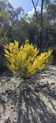 Acacia buxifolia, photograph (c) Andrew Thornhill, some rights reserved (CC BY)