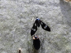 Syntomeida melanthus