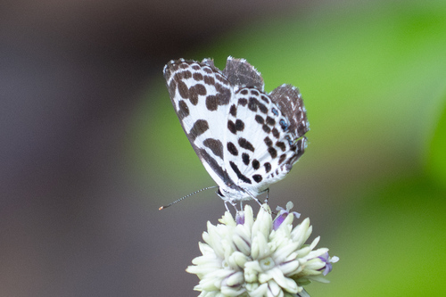 Common Pierrot