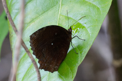 Common Palmfly