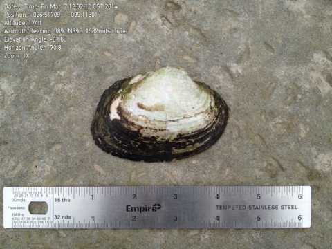 Tampico pearlymussel
