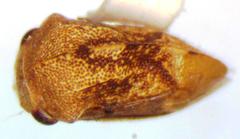 Adippe