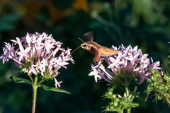 Hippotion boerhaviae