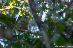 Ailuroedus maculosus