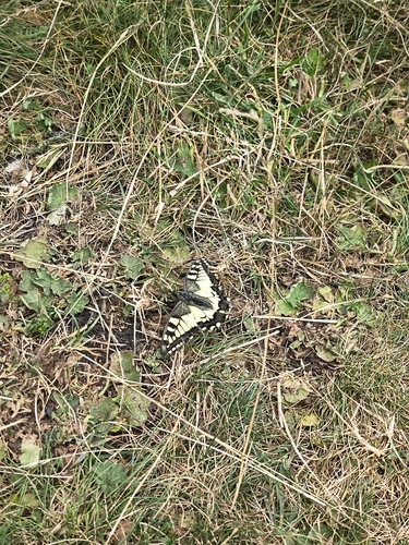 Old World Swallowtail