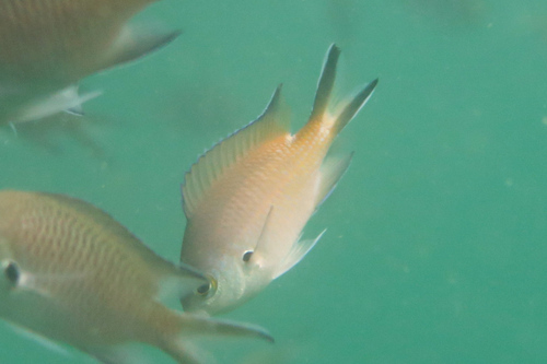 Chromis fumea observed 2026-08-15