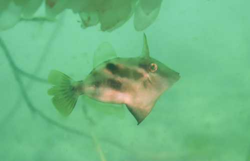 Grooved filefish (Paramonacanthus sulcatus) — Monacanthidae — 4