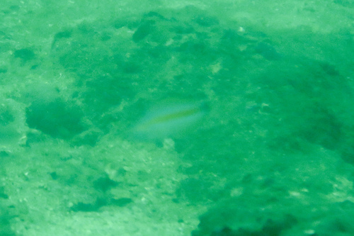 Halichoeres hartzfeldii observed 2026-08-15