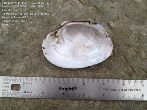 Tampico Pearly Mussel