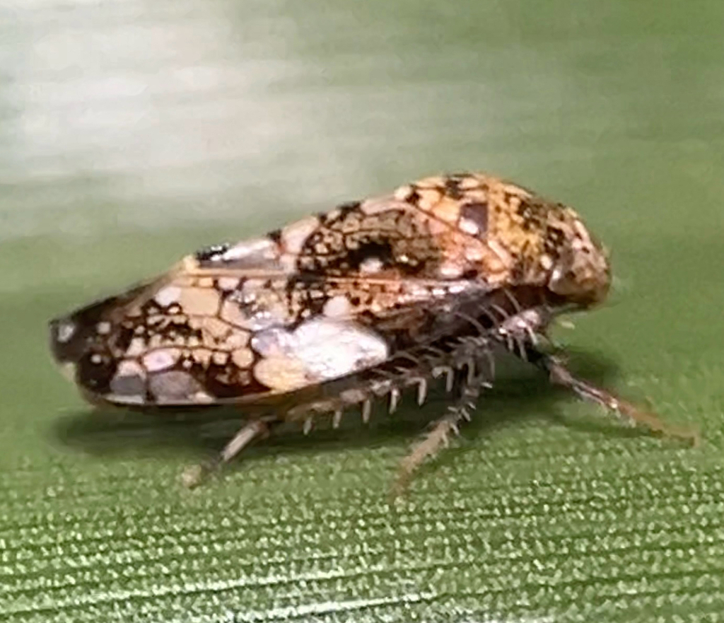 Citrus Leafhopper