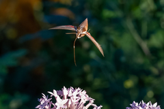 Hippotion boerhaviae