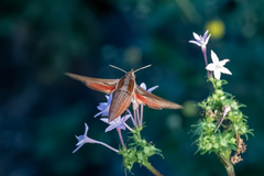 Hippotion boerhaviae
