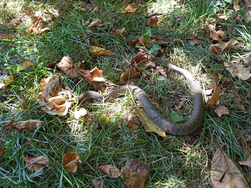 grass snake