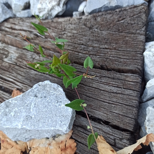 Black-bindweed