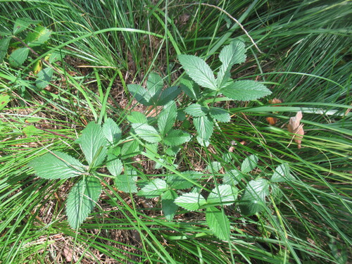 Potentilla fragarioides, photograph 5
