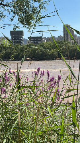 purple loosestrife