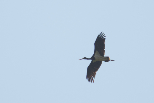 Black Stork