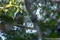 Ailuroedus maculosus