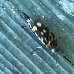 Hoshihananomia octopunctata