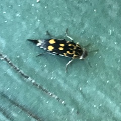 Hoshihananomia octopunctata