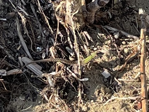 Italian Wall Lizard