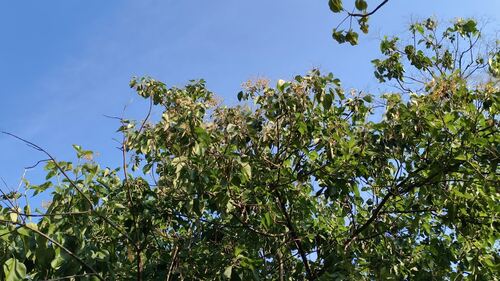 Cordia elaeagnoides, 2026-07-25