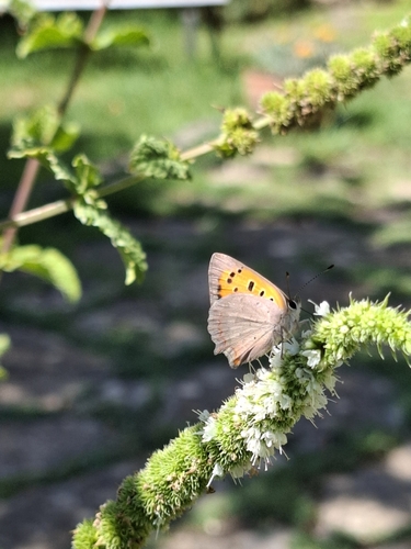 Small Copper